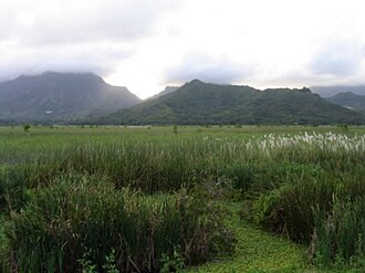 Kawai Nui Marsh